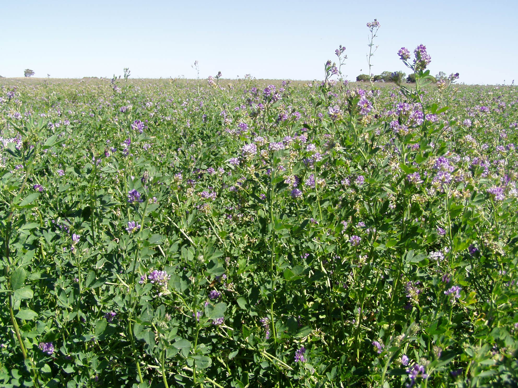 WIZARD LUCERNE for Hay & Stock Feed Grain & Seed